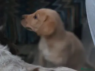 Labrador Retriever dogs Stunning boy - Advert 1