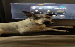 Mixed Breed dogs for sale: Australian cattle dog x whippet  - Advert 4