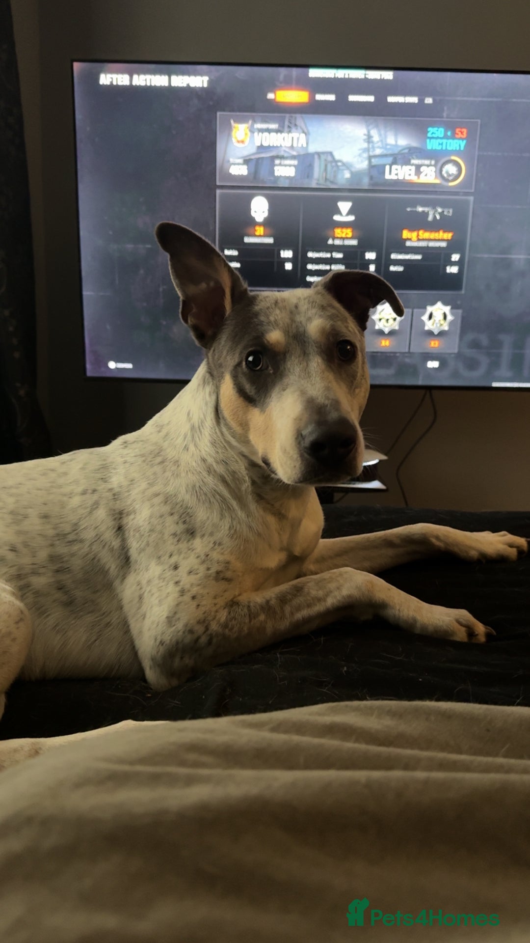 Mixed Breed dogs for sale: Australian cattle dog x whippet  - Advert 4