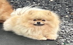 Pomeranian dogs for stud: FOR STUD-Beautiful KC Reg Cream/Wolf Sable in Burry Port - Image 6
