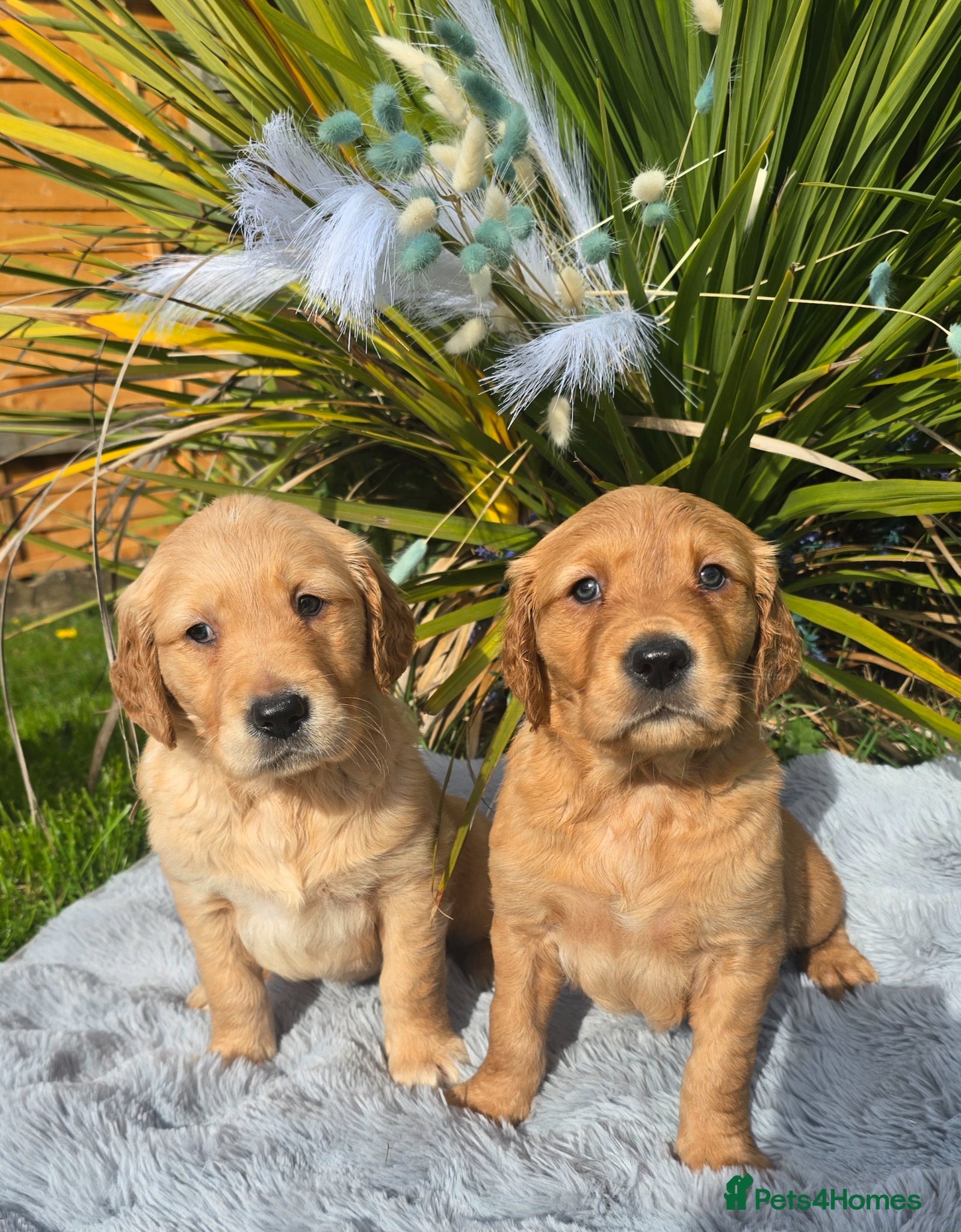 Golden Retriever dogs *Beautiful KC, DNA clear Golden retriever pups* - Advert 1