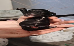 Sprocker dogs for sale: Beautiful sprocker puppies - Image 10