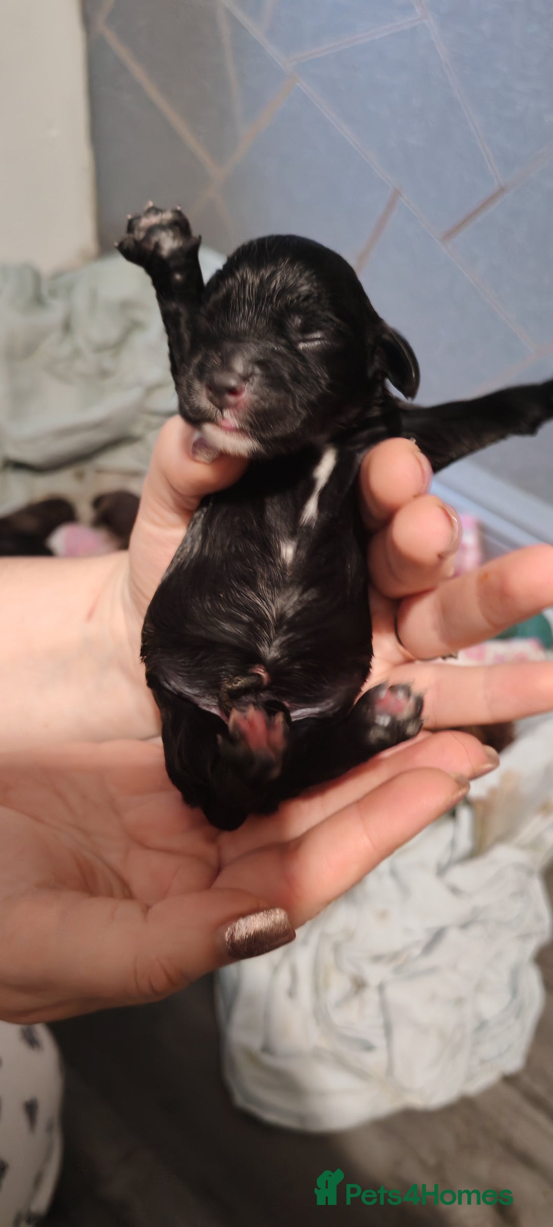 Sprocker dogs for sale: Beautiful sprocker puppies - Image 10