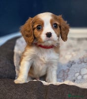 Cavalier King Charles Spaniel dogs FULLY HEALTH TESTED PARENTS KC REG CAV BOY PUPPIES - Advert 4