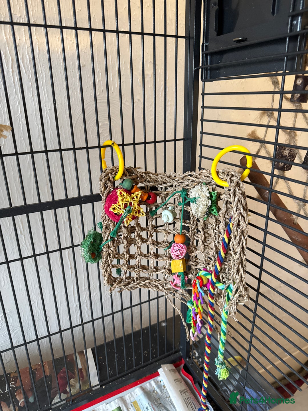 Conures birds for sale: Green cheek conures - Advert 7