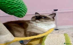 Ragdoll cats for sale: ❤️ Stunning Pure DNA Clear ✅ Ragdoll Kittens ❤️  - Image 7