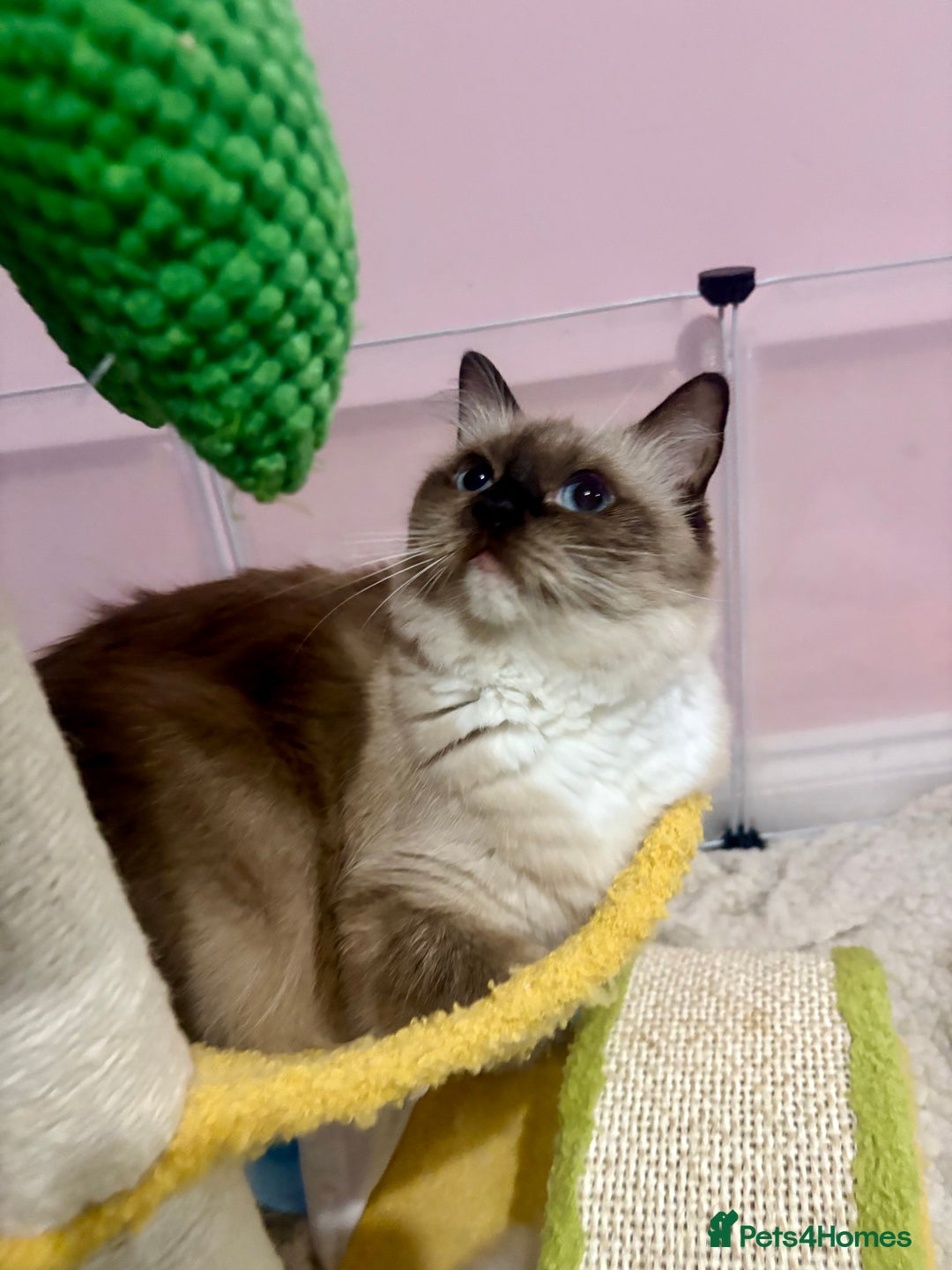 Ragdoll cats for sale: ❤️ Stunning Pure DNA Clear ✅ Ragdoll Kittens ❤️  - Image 7