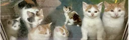 Mixed Breed cats for sale: 4 month old male white and ginger in Dursley - Advert 2