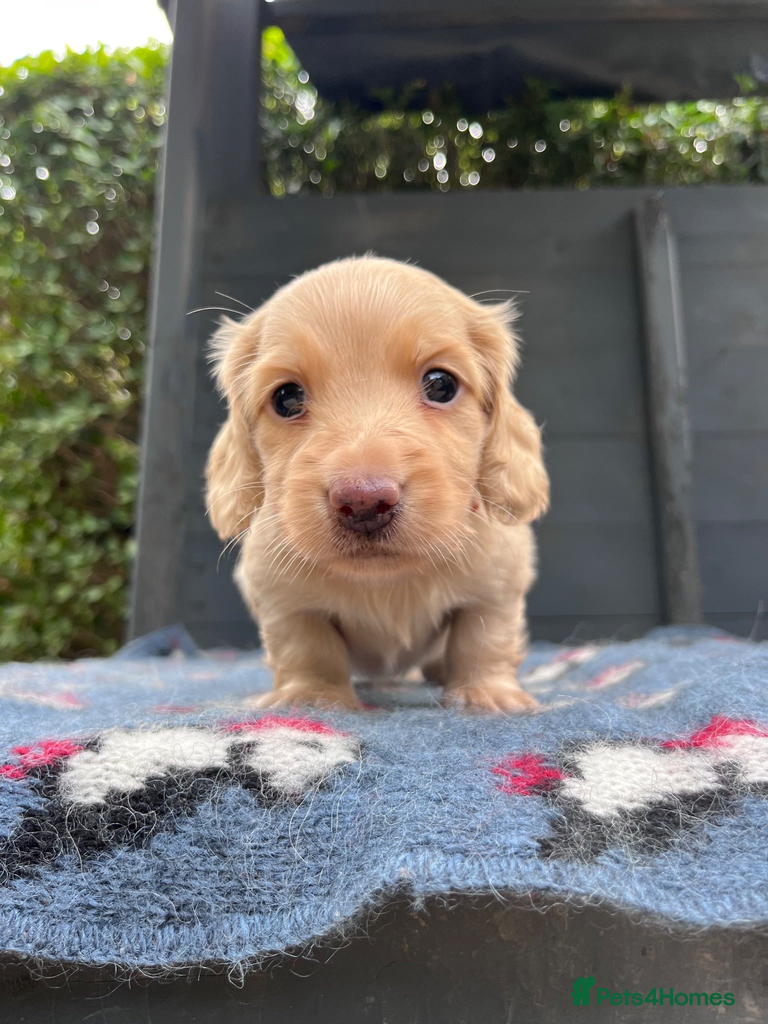 Miniature Dachshund dogs Outstanding KC  Long hair miniature dachshund  - Advert 1