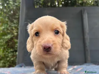 Miniature Dachshund dogs Outstanding KC Long hair miniature dachshund - Advert 1