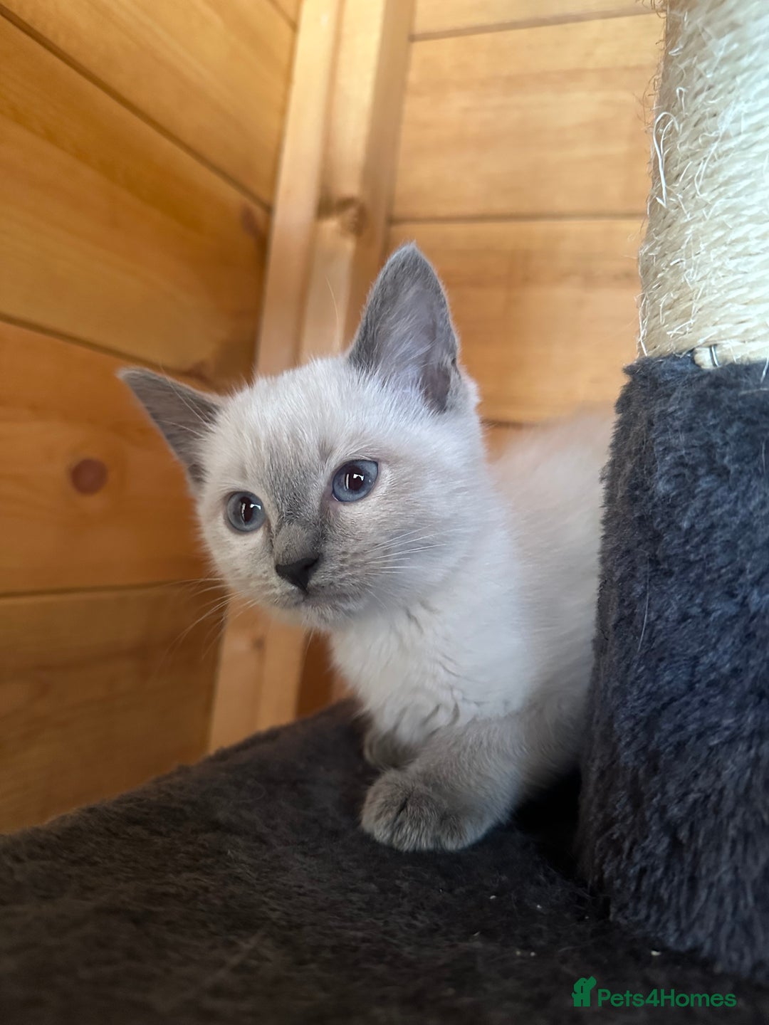 Ragdoll cats for sale: Ragdolls for sale  - Image 5
