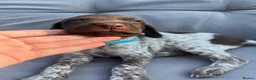 German Shorthaired Pointer dogs for sale: German shorthaired pointer X Weimaraner  - Advert 7