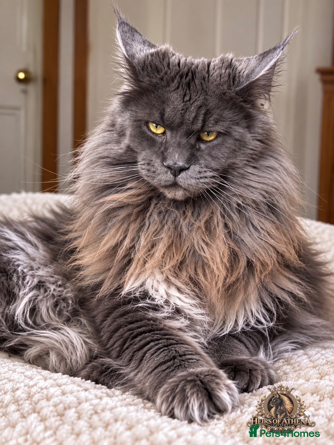Maine Coon cats TICA Registered Maine Coon-Stud Service - Advert 1