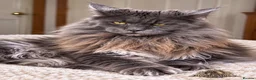 Maine Coon cats for stud: TICA Registered Maine Coon-Stud Service - Advert 1
