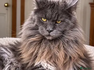 Maine Coon cats TICA Registered Maine Coon-Stud Service - Advert 1