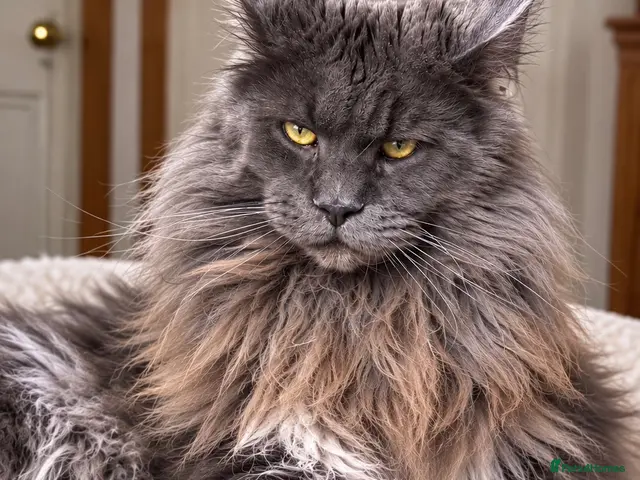 Maine Coon cats for stud: TICA Registered Maine Coon-Stud Service - Advert 1