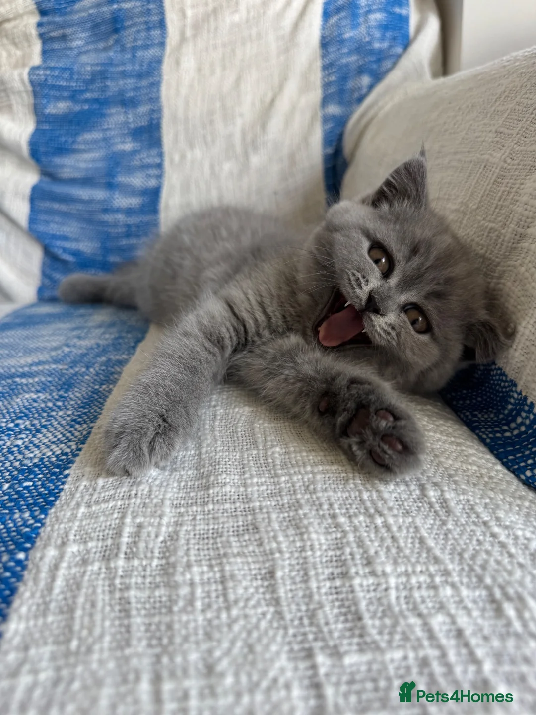 British Shorthair cats for sale: Girl BSH blue kitten available end of August  - Advert 2