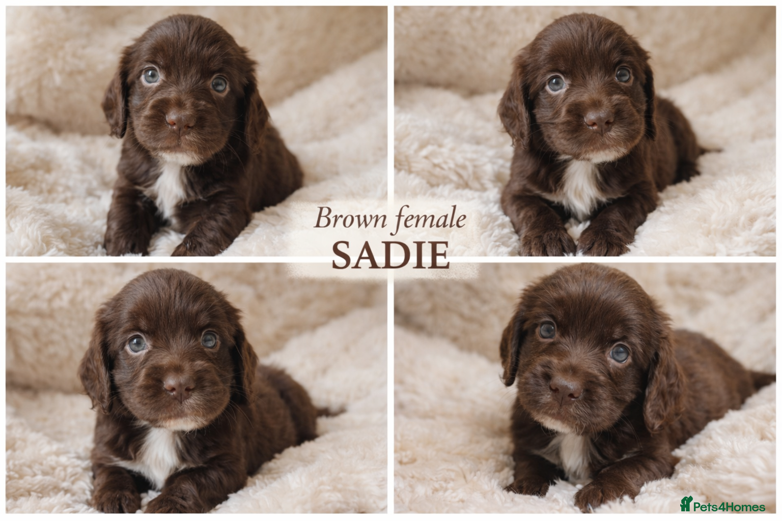 Cocker Spaniel dogs Beautiful Working Cocker Spaniel Puppies - Advert 2