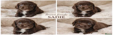 Sadie