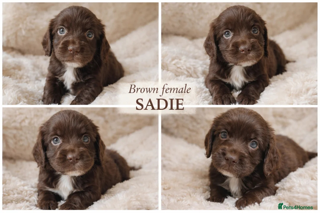 Cocker Spaniel dogs for sale: Beautiful Working Cocker Spaniel Puppies - Advert 2