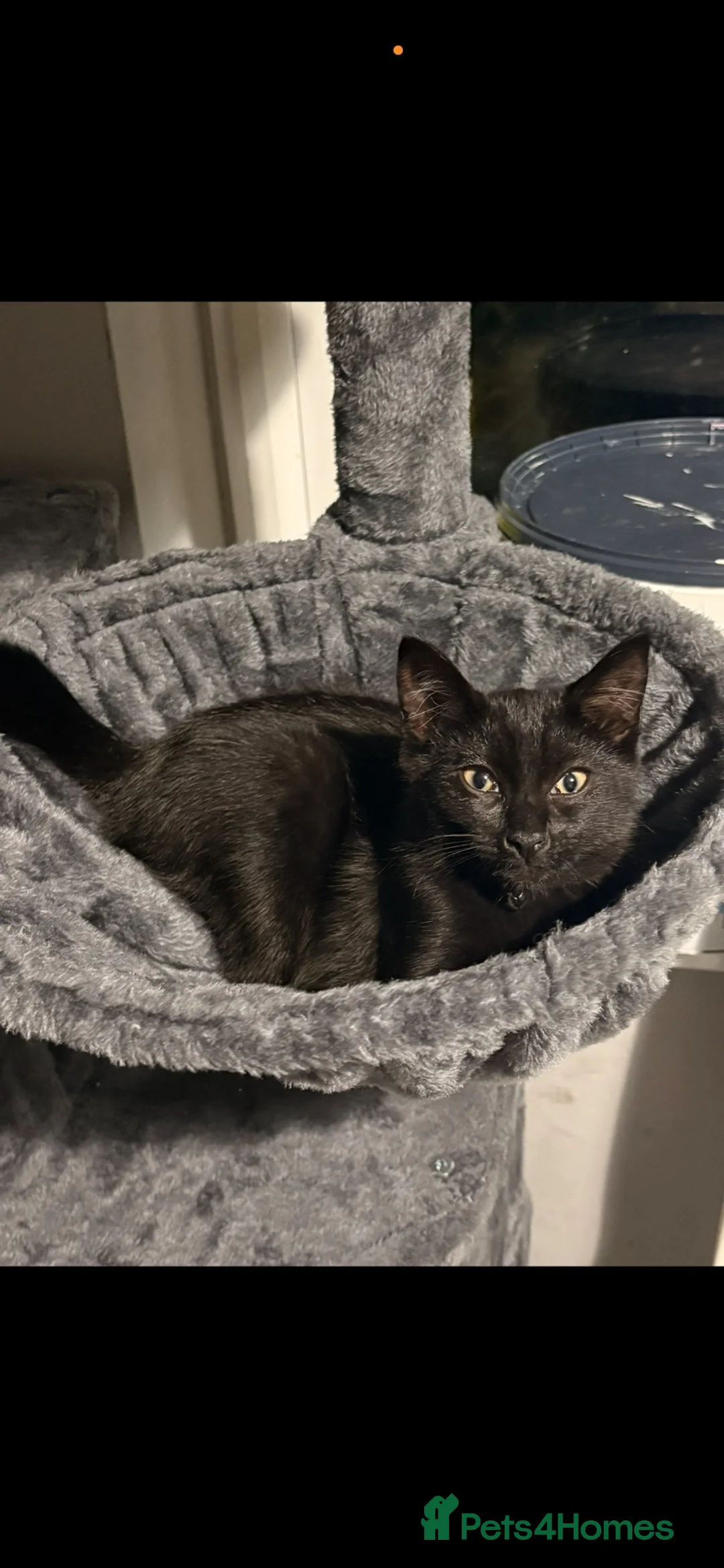 Mixed Breed cats for sale: I have to rehome my little girl panther  - Advert 2