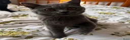 British Shorthair cats for sale: Purebred Brtish Shorthair - Advert 8