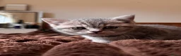 British Shorthair cats for sale: Pedigree TICA British Shorthair kittens  - Advert 16