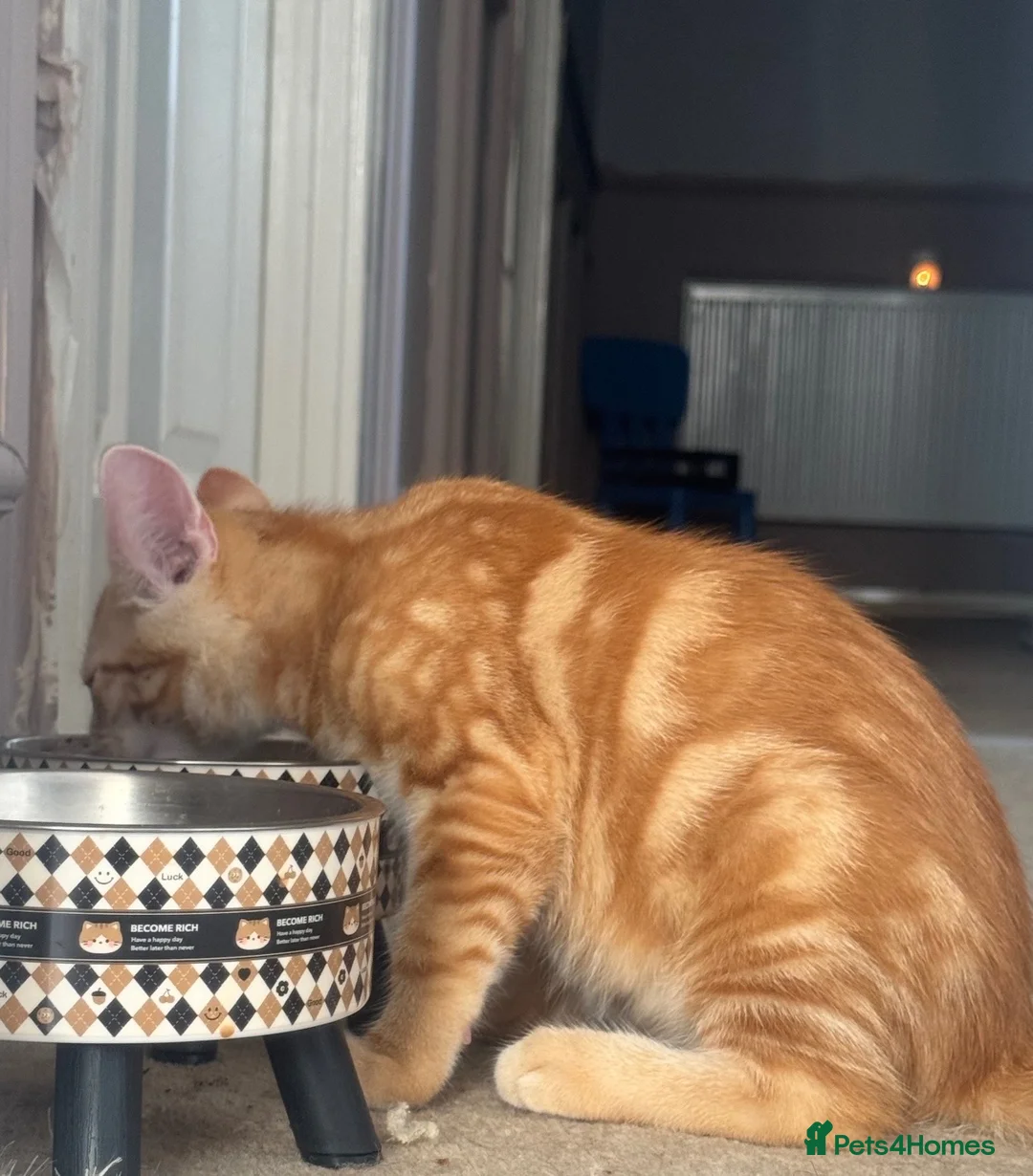Mixed Breed cats for sale: 2 kittens.  - Advert 2