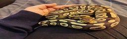 Python Snake reptiles for sale: Royal Pythons - Advert 2