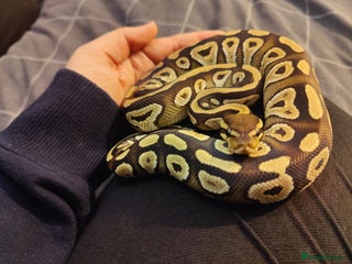 Python Snake reptiles Royal Python - Mixed morphs available - Advert 12