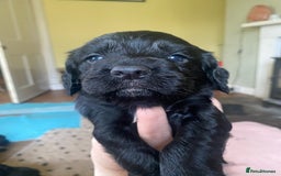 Sprocker dogs for sale: Gorgeous F1 health tested Sprockers  - Advert 11