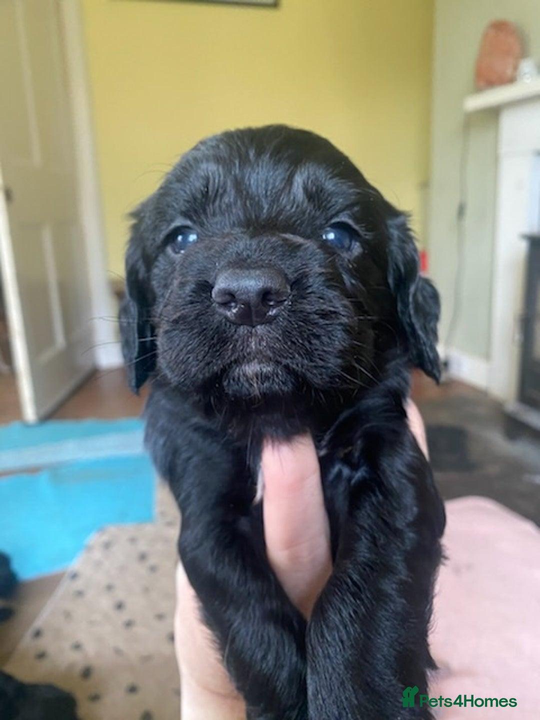 Sprocker dogs for sale: Gorgeous F1 health tested Sprockers  - Advert 11