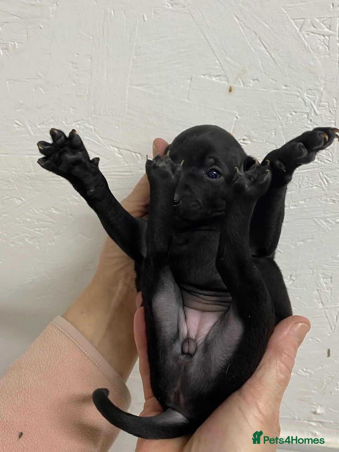 Italian Greyhound dogs for sale: Beautiful Italian Greyhound Puppies - Advert 18