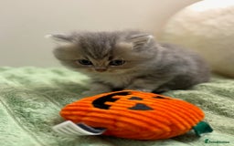 British Shorthair cats for sale: Affectionate lap cats health tested parents  - Image 33