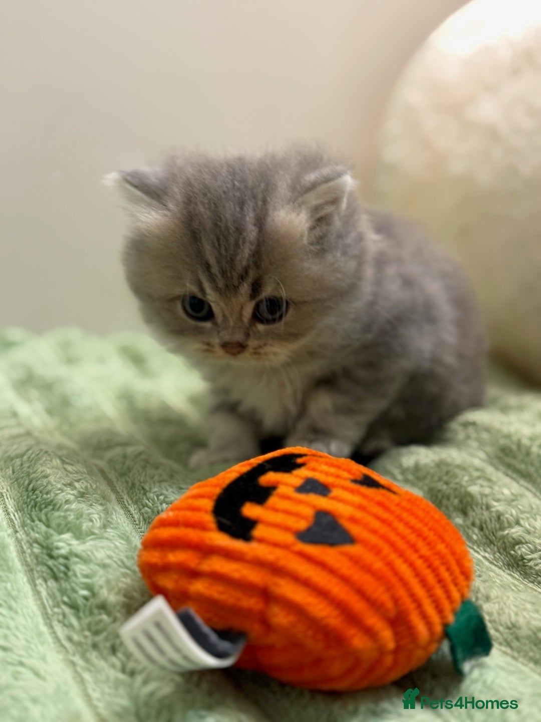 British Shorthair cats for sale: Affectionate lap cats health tested parents  - Image 33