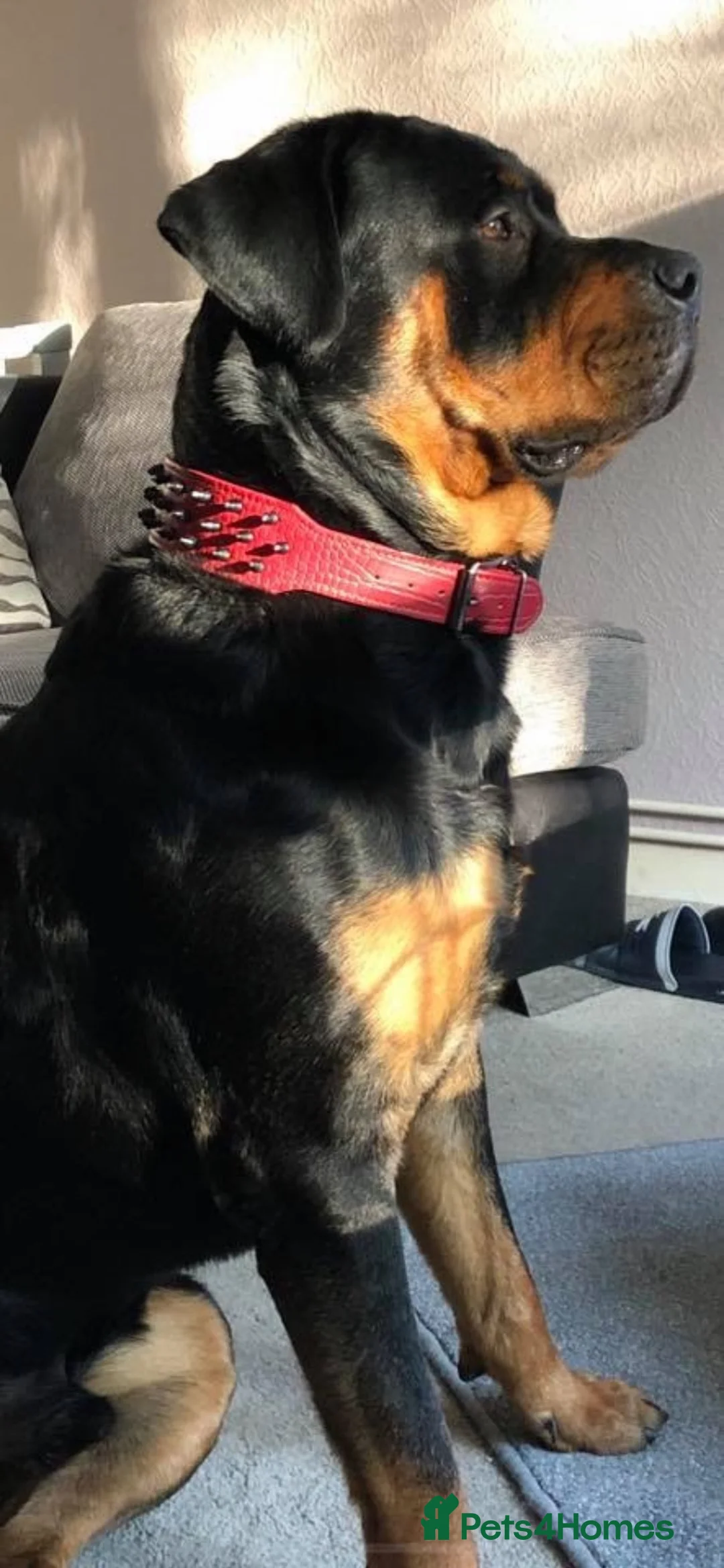 Rottweiler dogs for sale: ROTTWEILER in Skelmersdale - Advert 2