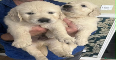 Golden Retriever dogs - Advert 6
