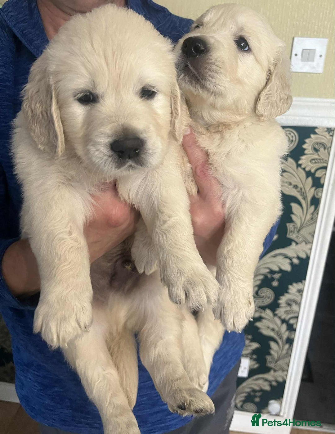 Golden Retriever dogs for sale: Golden Retriever puppies - Last Girls - Image 4