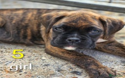 Boxer dogs for sale: Boxer pups - Image 6