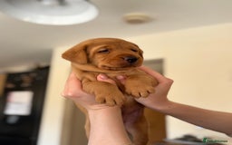 Labrador Retriever dogs for sale: KC registered Labrador pups - Image 4