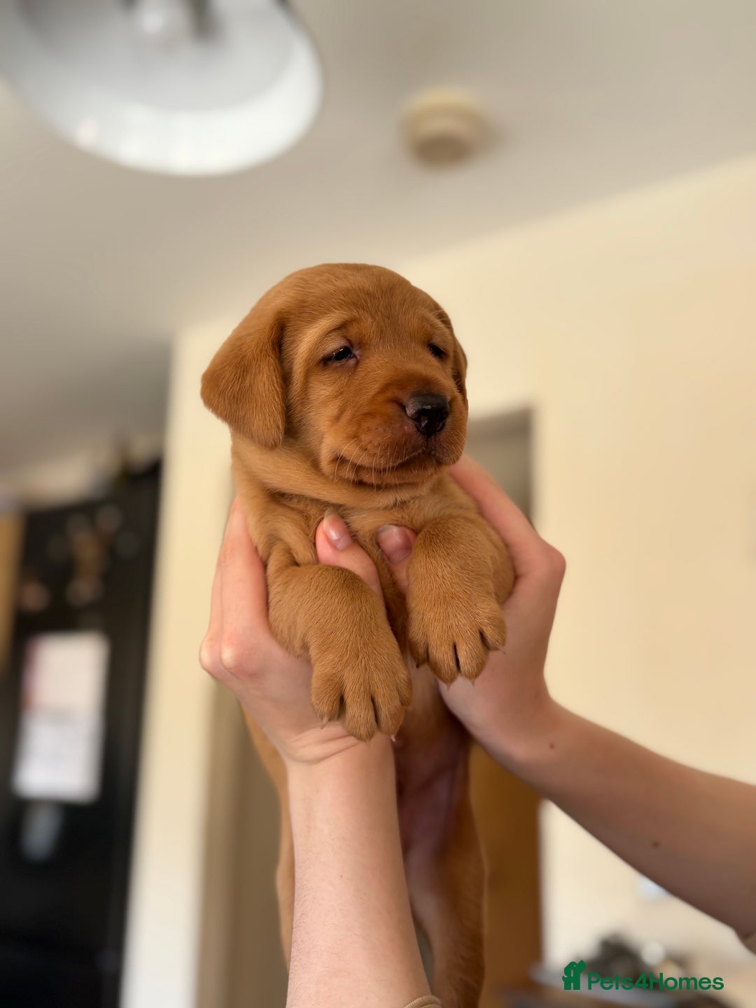Labrador Retriever dogs for sale: KC registered Labrador pups - Image 4
