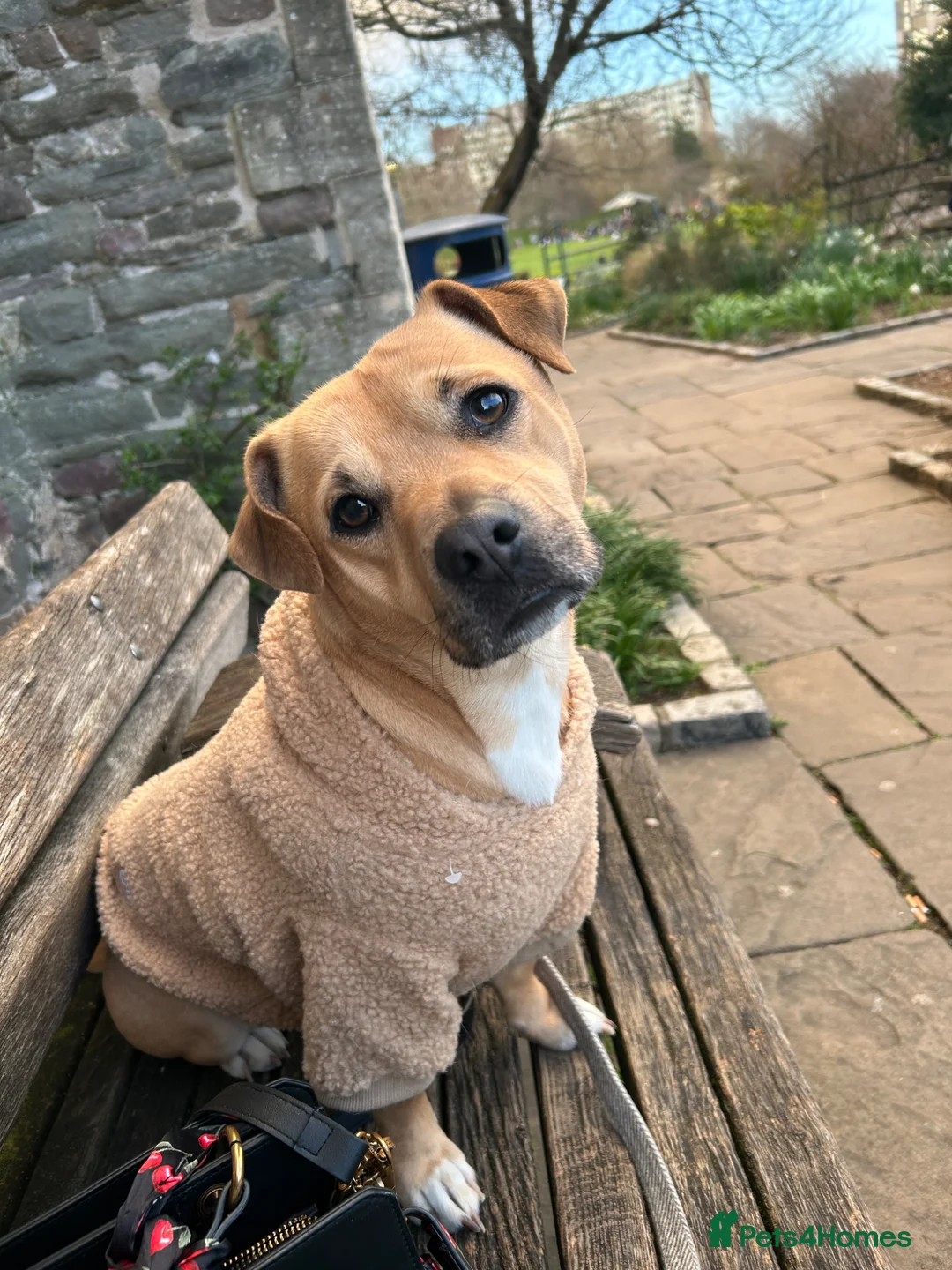Mixed Breed dogs for sale: Staffy x jack russel  - Advert 2