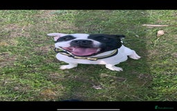 Staffordshire Bull Terrier dogs for sale: Beautiful staff pups for sale - Image 10
