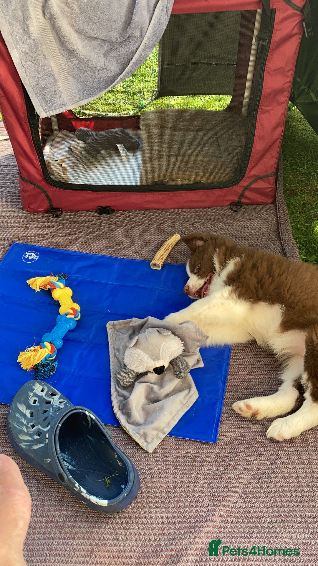 Border Collie dogs for sale: Aarontinas Purple Pluto - Advert 6