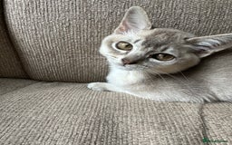 Burmese cats for sale: GCCF reg Pedigree Kittens - Image 15