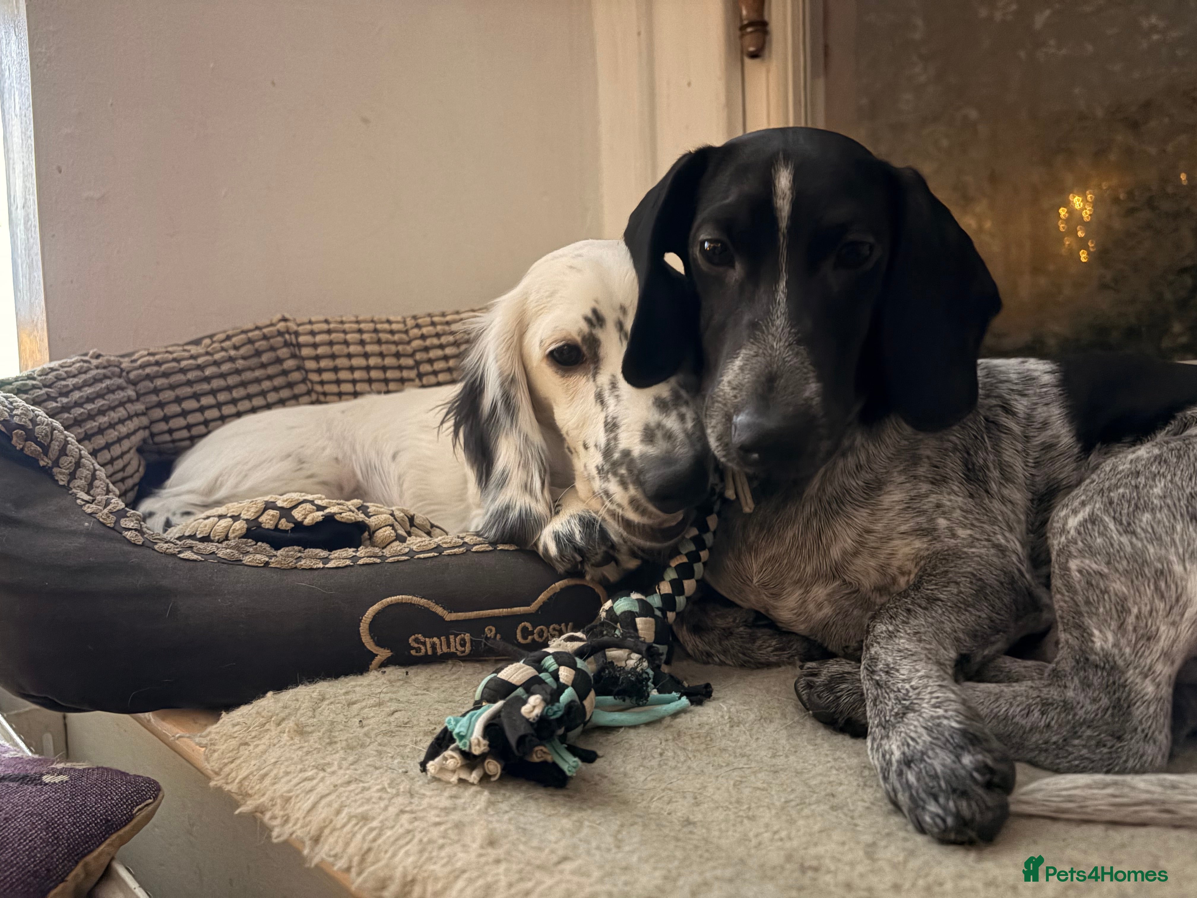 Dachshund dogs Amazing and very rear Dachshund Puppies  - Advert 13