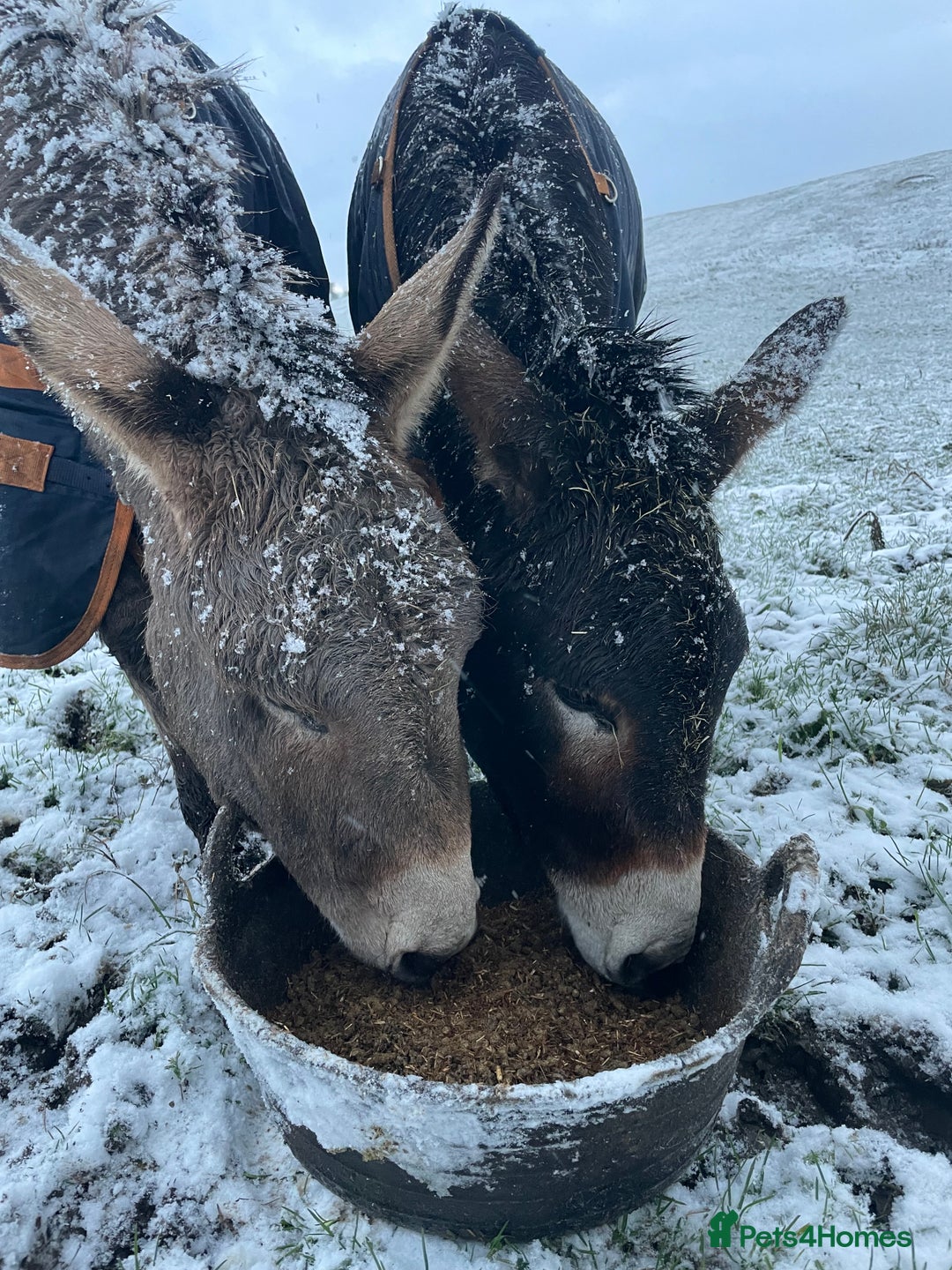 Donkey livestock for sale: 2 donkeys for sale - Image 6