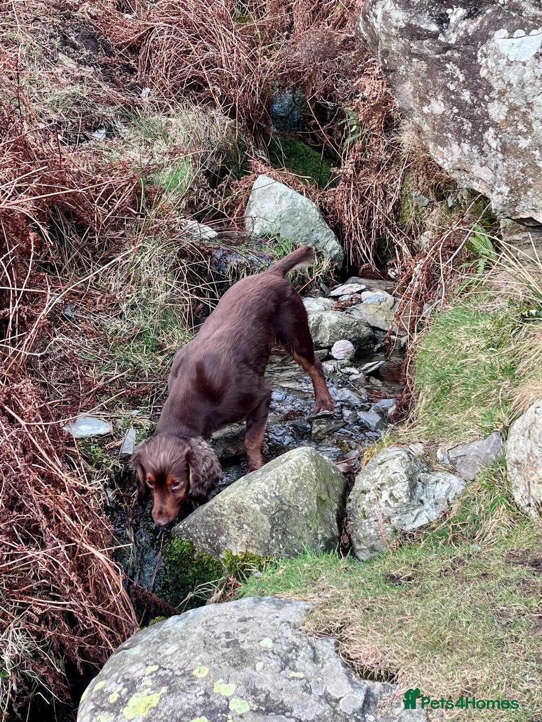 Cocker Spaniel dogs for stud: Cocker Spaniel stud  - Advert 19