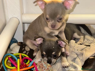 Chihuahua dogs - Advert 8