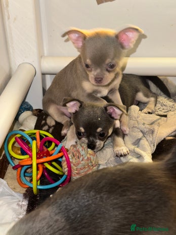 Chihuahua dogs - Advert 4